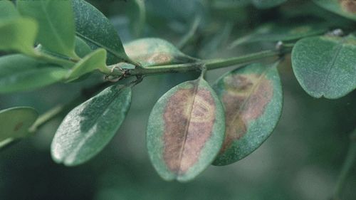 Figure 6. Discolored leaves from old blistering damage caused by boxwood leafminer, Monarthropalpus flavus (Schrank).