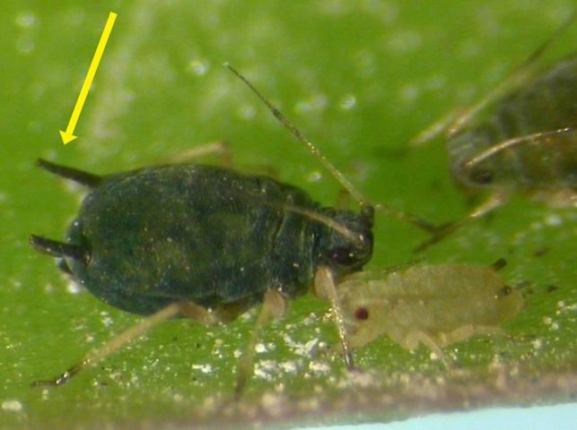 Figure 12. Adult and immature aphids, Aphis gossypii Glover, on a sepal of a pitaya fruit. Yellow arrow pointing to one of the two cornicles. Determined by S. Halbert, 7 Jun 2011.