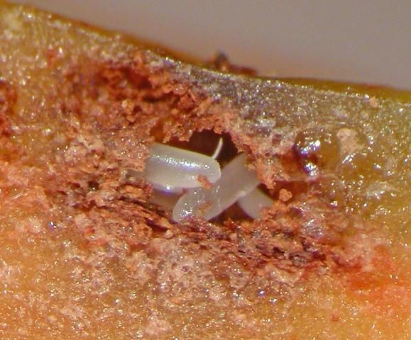 Figure 31. Myctides imberbis Lea eggs oviposited in carambola fruit.
