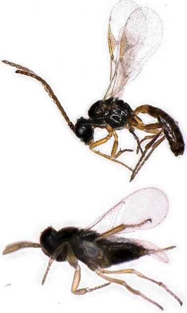 Figure 16. Two species of aphid parasitoids (beneficial parasitic wasps) emerged from the mummified aphids above. Top, Lysiphlebus testaceipes (Cresson); bottom, Aphelinus sp. Determined by E. Talamas, 17 May 2019 and 6 Jun 2019.