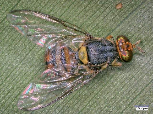 Figure 41. Oriental fly adult. Determined by Daniel Carrillo, UF/IFAS.