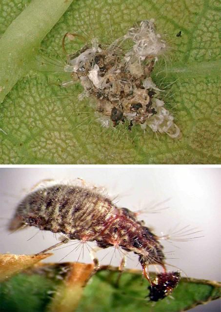 Figure 36. Lacewing larvae are a common generalist predator referred to as trash bugs (they have a habit of covering themselves with debris). Top, a larva with 