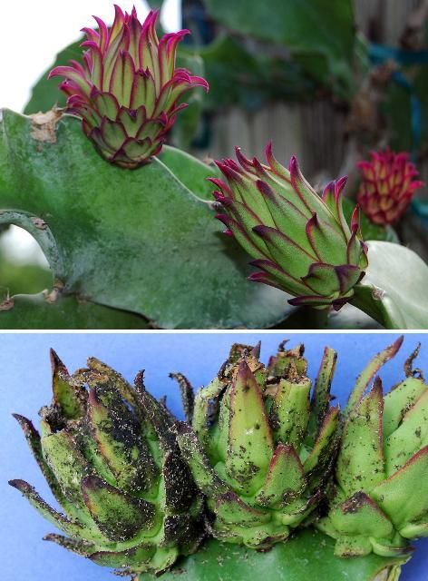 Figure 13. Young pitaya fruits. Top, un-infested; bottom, heavily infested with aphids and covered in black sooty mold.
