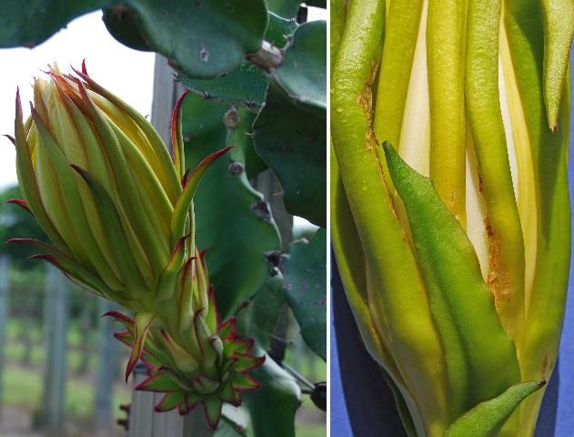 Figure 29. Pitaya flowers. Left, undamaged flower. Right, sepals with damage caused by banded cucumber beetles, Diabrotica balteata LeConte.