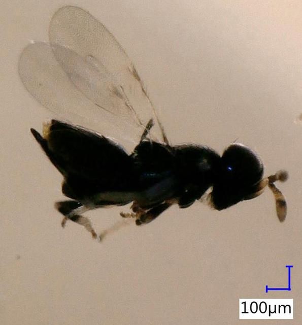 Figure 27. Zaomma lambinus (Walker) is a small beneficial wasp parasitizing cactus scale. Determined by K. Williams, 10 Dec 2014.