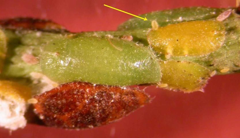 Figure 20. Philephedra tuberculosa Nakahara & Gill scale on a papaya (Carica papaya) stem, females and crawlers or nymphs (yellow arrow). Determined by J. Peña, UF/IFAS.