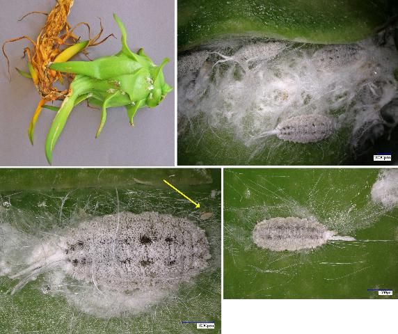 Figure 17. Ferrisia dasylirii (Cockerell), a mealybug, infesting flowers and fruits. Top left: young fruit with colonies. Top right: close-up of colonies. Bottom left: close-up of adult and immatures (yellow arrow). Bottom right: adult. Determined by I. Stocks, 11 Aug 2015.