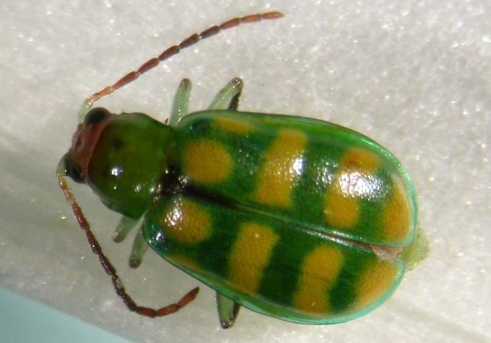 Figure 28. Banded cucumber beetle, Diabrotica balteata LeConte. Determined by M. Thomas, 9 June 2011.