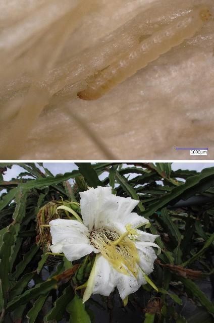 Figure 34. Nitidulid beetles. Top, larva on the petals and stamen of a pitaya flower. Bottom, flower with a large number of adults.