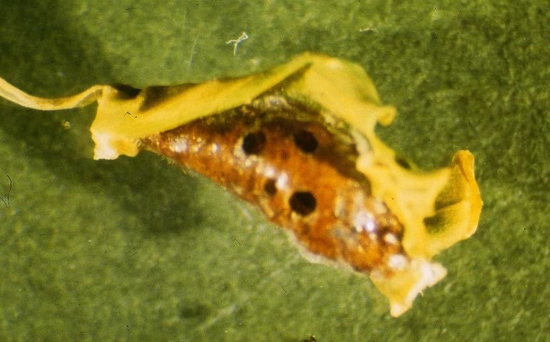 Figure 24. Holes in a female Philephedra tuberculosa carved by adult wasp parasitoids (Metaphycus sp.) as they emerged; from an infestation on papaya (Carica papaya). Determined by G. Evans.