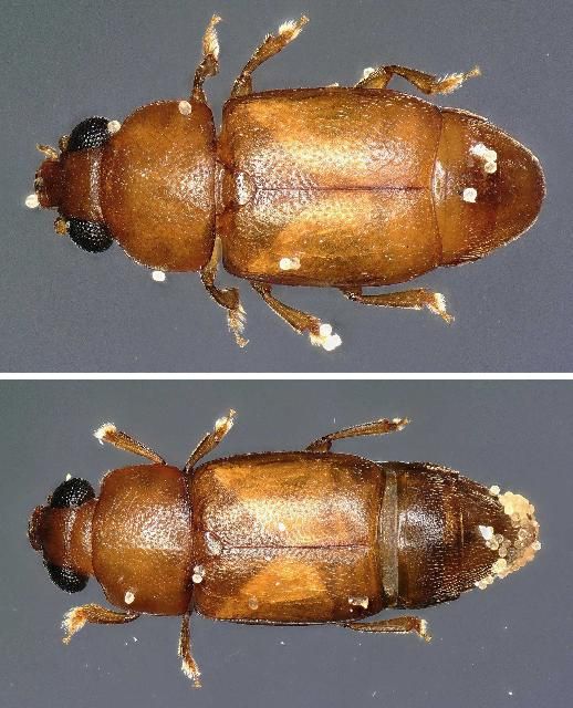 Figure 33. Nitops craigheadi (Dobson). beetles carrying pollen grains. Top male, and bottom female. Determined by Kyle Schnepp, 17 May 2019.