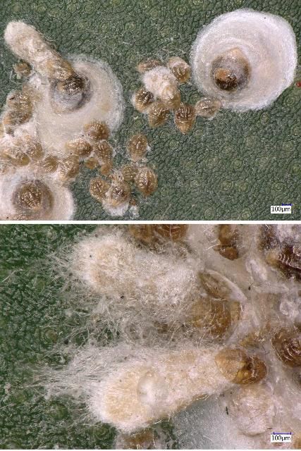 Figure 25. Diaspis echinocacti (Bouche) scale on pitaya. Top, a small colony with males and females. Bottom, a close-up of the males with waxy filaments. Determined by I. Stocks, 16 Jul 2015.