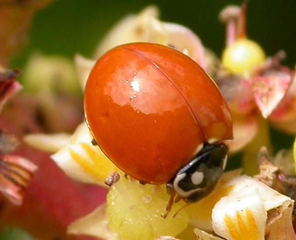 Figure 35. Ladybugs (ladybird beetles) are common generalist predators.