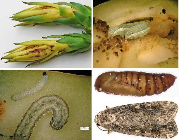 Figure 18. Spodoptera exigua (Hübner). Top left: damage from moth larvae to the flowers. Top right: close-up of the damage and larva. Center left: small and large larvae. Center right: pupa. Bottom: adult. Determined by J. Hayden, 4 June 2019.