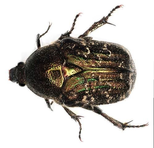 Figure 32. The dark flower scarab beetle, Euphoria sepulcralis (Fabricius). Identified by K. Schnepp, 30 May 2019.
