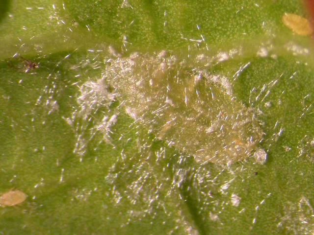Figure 21. Philephedra tuberculosa male larva sparsely covered with wax filaments on a papaya leaf (Carica papaya). Determined by J. Peña, UF/IFAS.