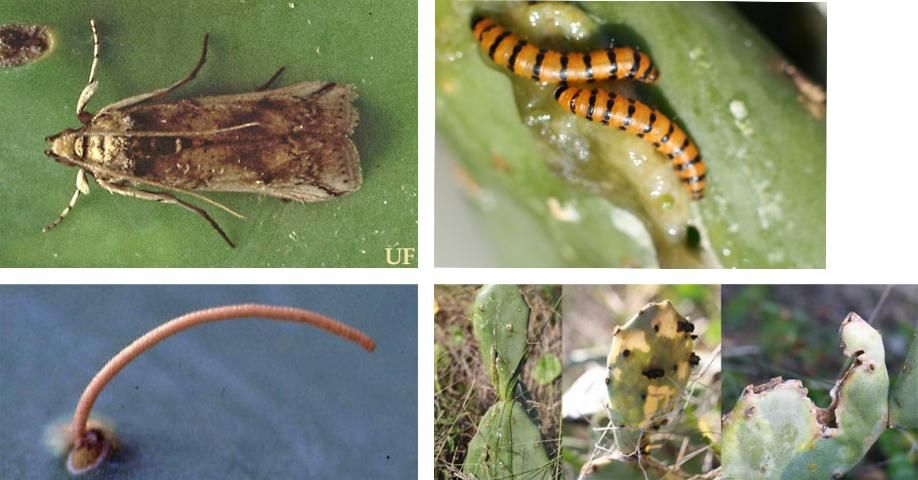 Figure 39. Cactoblastis cactorum (Berg), the cactus moth. Adult (top left), larvae (top right), egg stick (bottom left), and damage (bottom right).