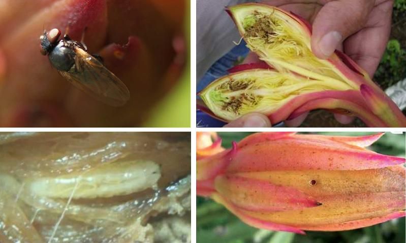 Figure 40. Dasiops saltans, a fly causing damage to pitaya in Colombia. An adult on a flower (top left). A flower with larval feeding damage (top right). A close-up of a larva (bottom left). The exit hole caused by the emerging adult (bottom right).