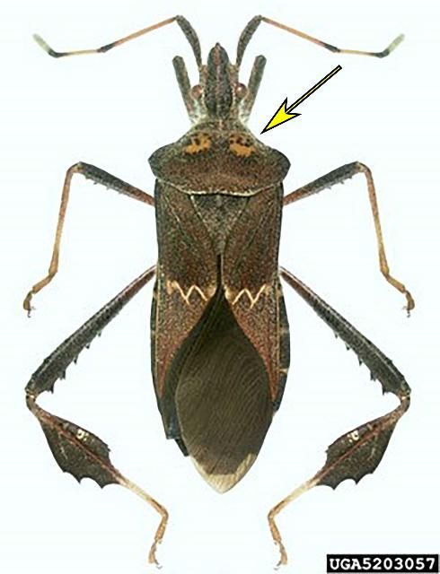 Figure 38. Adult western leaf-footed bug, Leptoglossus zonatus (Dallas).