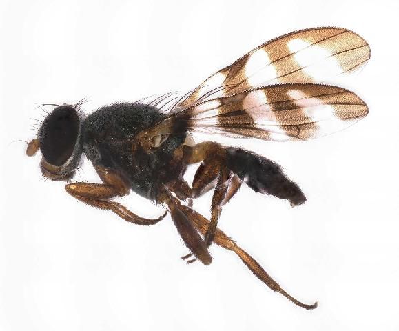 Figure 37. Euxesta abdominalis Loew, a picture wing fly found visiting pitaya flowers. Identified by G. Steck, 31 May 2019.
