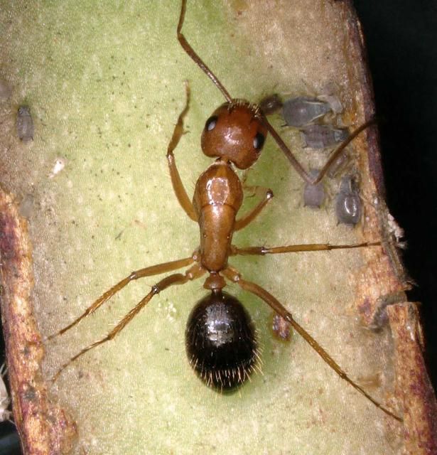 Figure 14. An ant tending an aphid colony.