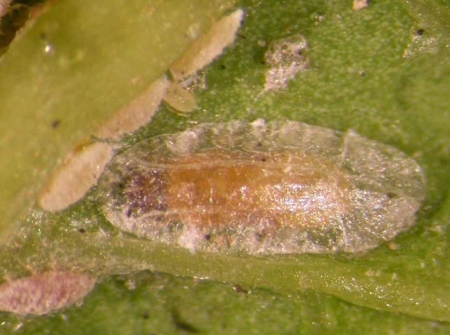 Figure 22. Philephedra tuberculosa male pupa on a papaya leaf (Carica papaya). Determined by J. Peña, UF/IFAS.