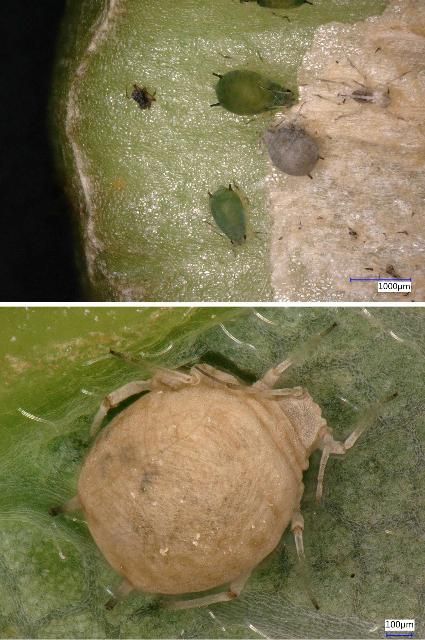 Figure 15. Top, an aphid that has mummified after an attack by a hymenopteran parasitoid next to live aphids; bottom, close-up of mummified aphid.