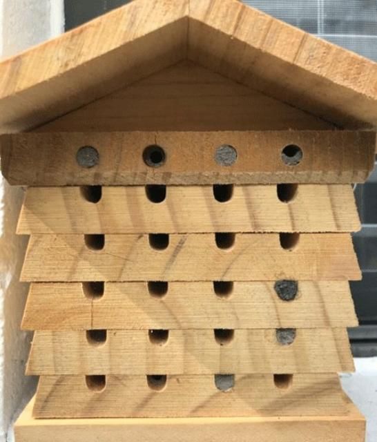 Figure 7. Full view of a pollinator nesting box with cavities at various stages of Pachodynerus erynnis (Lepeletier) use.