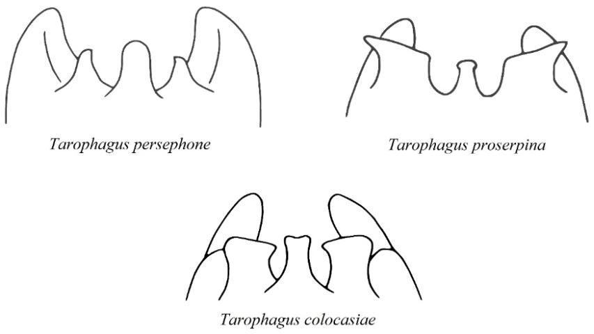 Figure 6. Generalized views of male pygofer opening ornamentation in the genus Tarophagus.
