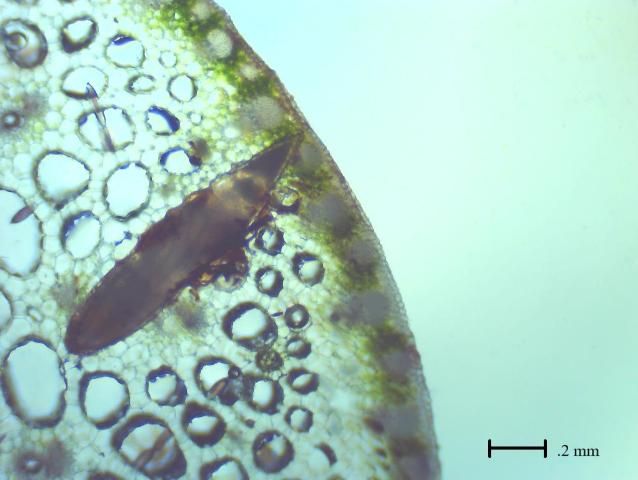 Figure 4. Light micrograph of a Colocasia esculenta petiole viewed in cross section and magnified 40 times, showing the orientation of a Tarophagus colocasiae egg.