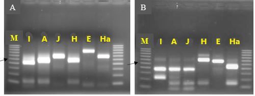 Figure 2. Restriction fragments obtained after cleavage of the amplification products using TRNAH/MRH106 with HinfI (A) or MnlI (B). Species of DNA source are indicated above each lane: I = Meloidogyne incognita, A = Meloidogyne arenaria, J = Meloidogyne javanica, H = Meloidogyne hapla, E = Meloidogyne enterolobii, and Ma = Meloidogyne haplanaria. Lanes labeled M contain 100-bp marker ladder (Fermentas), with the position of the 500-bp band indicated by the arrow.