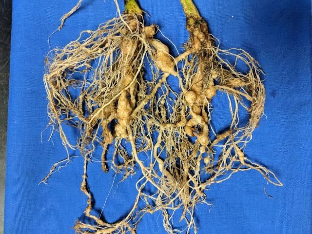Figure 12. Tomato roots with symptoms of root-knot nematode. Galls are present as swelling on the roots, and each gall can contain multiple nematodes.