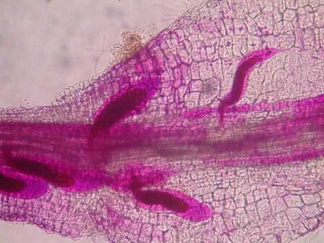 Figure 7. Third-stage juveniles (J3) of root-knot nematode inside of a root. The nematodes are no longer mobile in this stage. Nematodes have been stained red for observation.