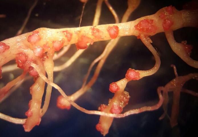 Figure 13. Egg masses of the Texas root-knot nematode (Meloidogyne haplanaria) on roots of a tomato cultivar with resistance to the Southern root-knot nematode. The egg masses have been stained red for observation.