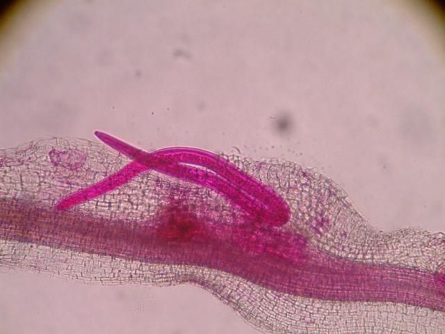 Figure 9. Adult male root-knot nematode exiting a root. Males are worm-shaped and mobile. The nematode has been stained red for observation.