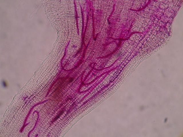 Figure 6. Second-stage juveniles (J2) of root-knot nematode inside of a root. Nematodes have been stained red for observation. The J2 have entered the root and are initiating their feeding sites.