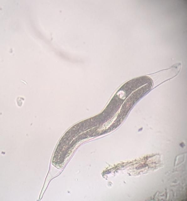 Figure 8. A fourth-stage juvenile (J4) male of root-knot nematode. The worm-shaped male can be seen developing inside of the J4 body.