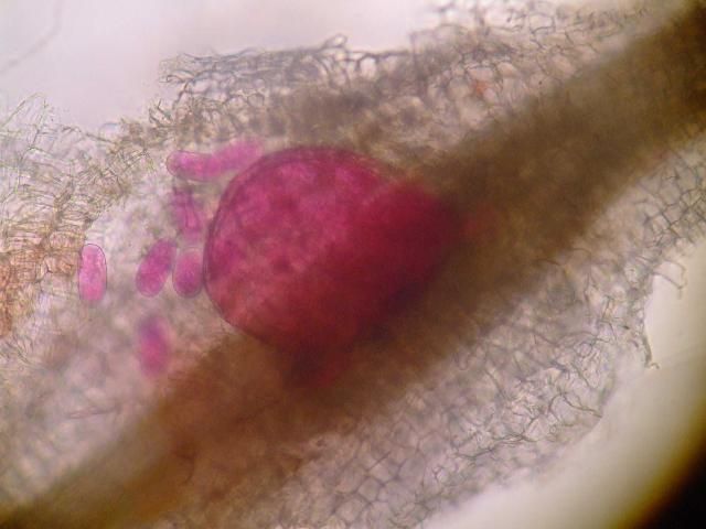 Figure 10. Adult female root-knot nematode inside of a root. The female is rounded and is starting to lay eggs inside of the root. The nematode has been stained red for observation.