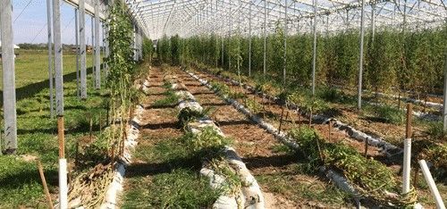 Figure 11. Tomato nursery (Naples, Florida) devastated by severe infestation with Meloidogyne haplanaria.