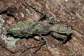 Figure 11. Adult Gonatista grisea, grizzled mantid, on a tree trunk.