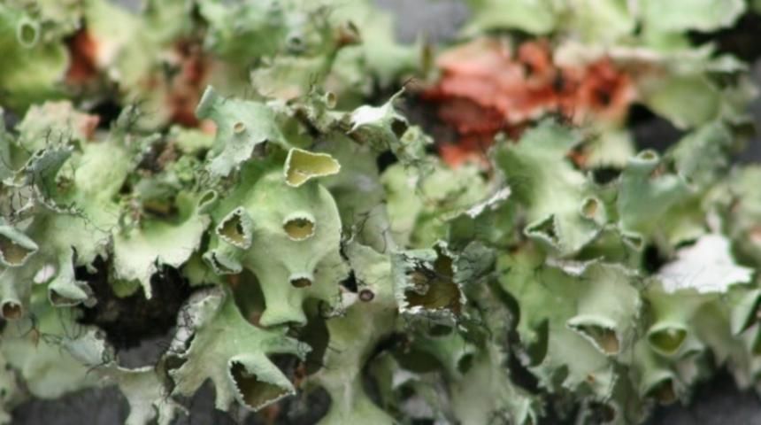 Figure 4. Well-developed ascocarps on a shield lichen (Parmelia sp.).