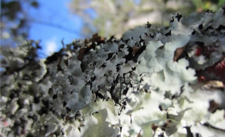 Figure 8. Foliose shield lichen (Parmelia sp.).