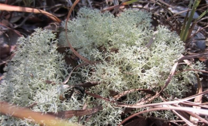 Figure 9. Fruticose, terrestrial deer moss (Cladonia sp.).