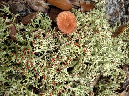 Figure 2. Jester lichen (Cladonia leporina).