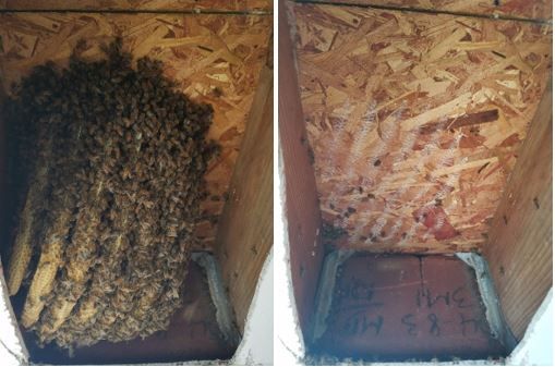 Figure 10. Before and after a live bee removal.