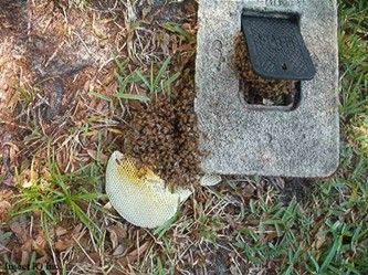 Figure 6. A colony nesting in a water meter box.