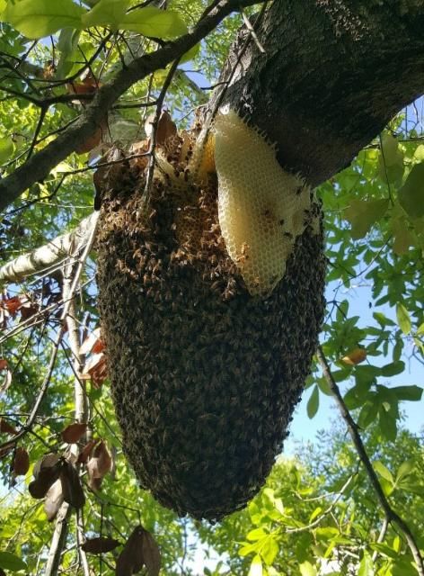 Figure 2. A feral honey bee colony hanging from a tree branch.