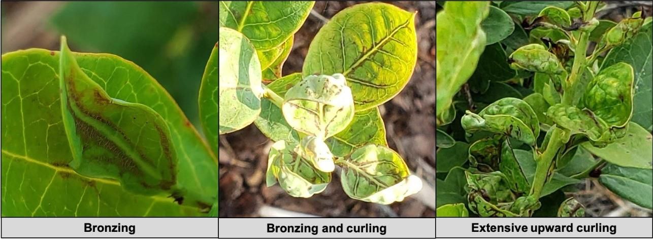 Figure 4. Feeding injury caused by chilli thrips feeding on blueberry leaves.