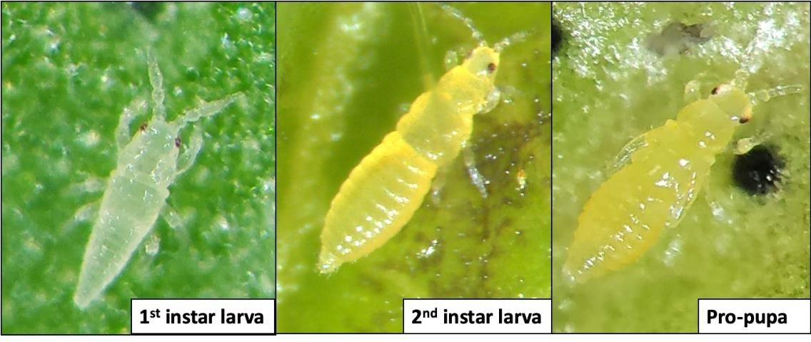 Figure 3. Actively feeding larval instars and non-feeding pro-pupa of chilli thrips