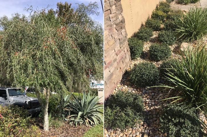 Figure 2. Weeping (left) and dwarf (right) forms of yaupon holly, Ilex vomitoria, used in urban landscapes.